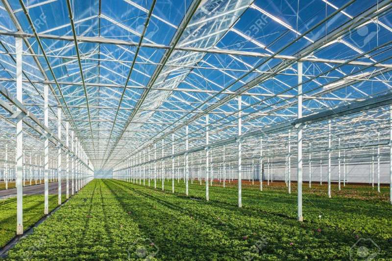 20782546-rows-of-young-geranium-plants-in-a-greenhouse.jpg