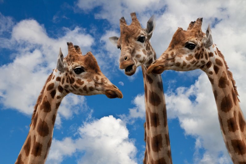 giraffes-627031.jpg