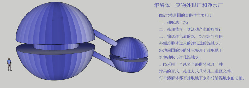 溶酶体.jpg